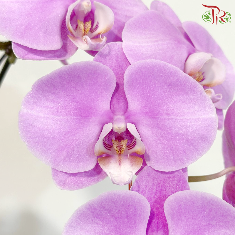 【CNY 2026】 Prosper Orchid Bloom《福禄兰瑞》 (Random Choose Orchid Color)