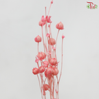 Dry Linum - Pink (Per Bunch)