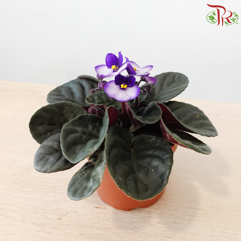 Saintpaulia 105P《紫罗兰》Y05 (Random Choose Colors)