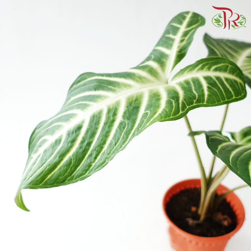 Xanthosoma Lindenii P120《乳脉千年芽》