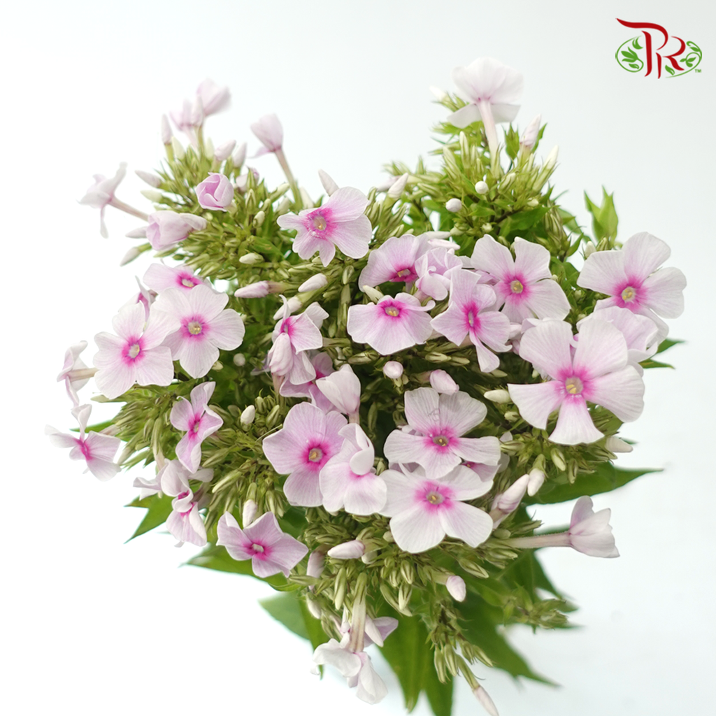 Phlox - Light Pink (Per Bunch)
