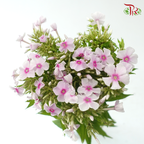 Phlox - Light Pink (Per Bunch)