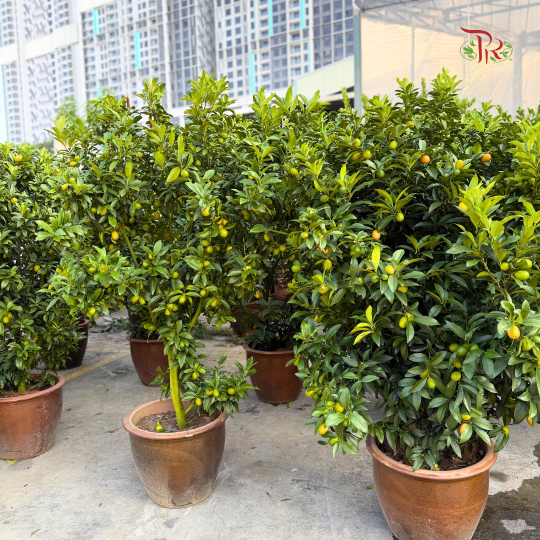 本地桔子树/金桔树 Local Lime Tree/ Kumquat Lime Tree