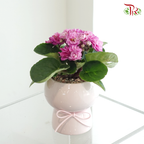 【Mum's Series】Blooming Love – African Violet 《绽放的紫罗兰》