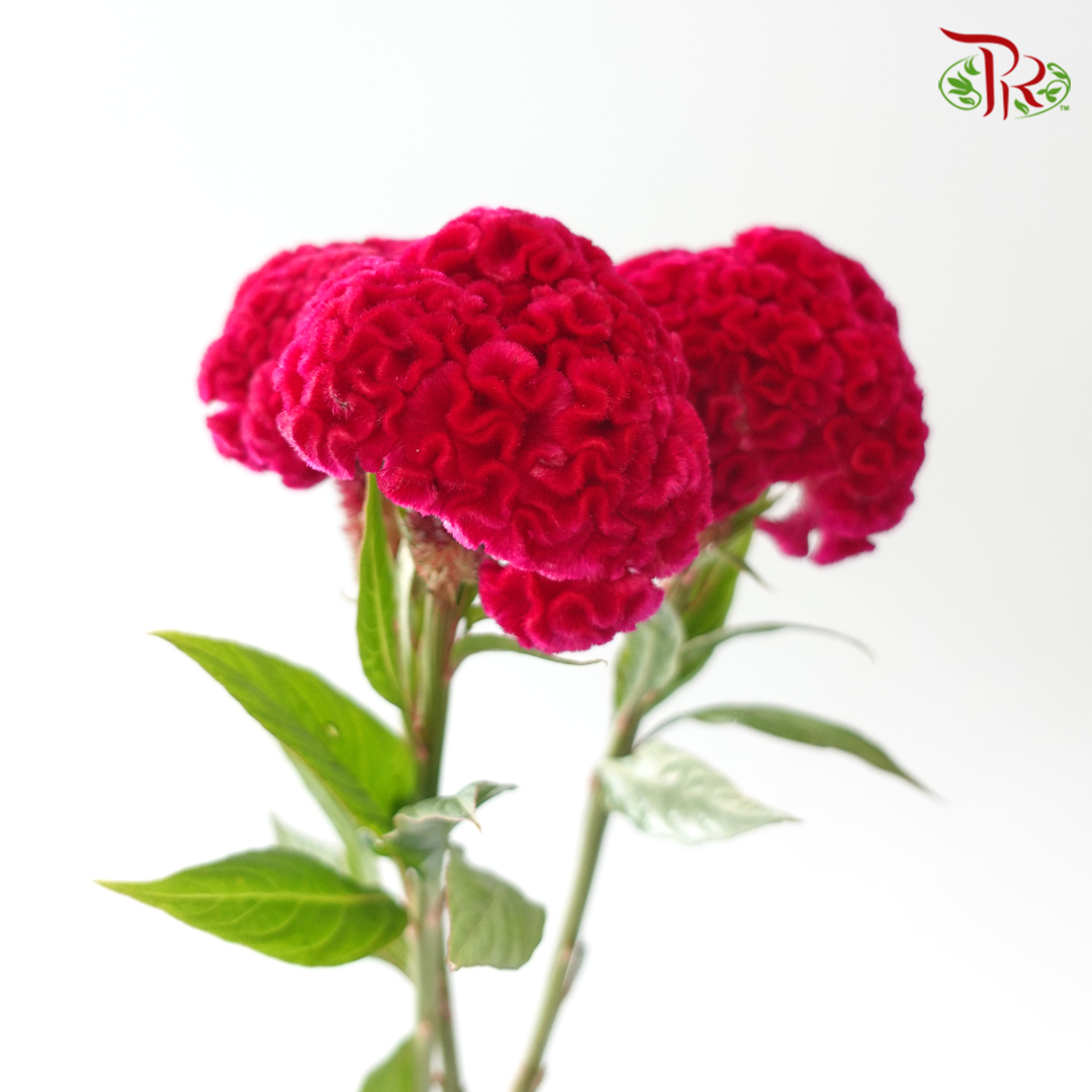 Celosia Round - Dark Cherry Pink (3 Stems)