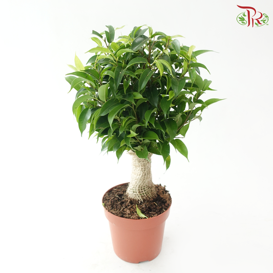 Ficus Benjamina Natasja《密叶垂榕》