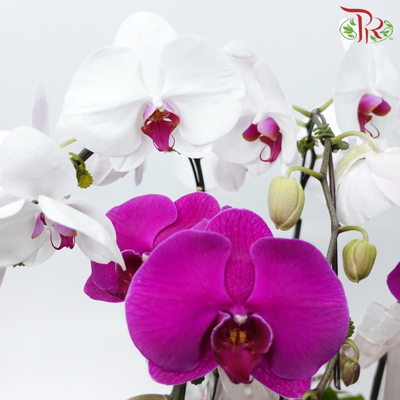 5in1 Orchid Arrangement in Art Pot (Random Choose Orchid Colour & Design)-Pudu Ria Florist-prflorist.com.my