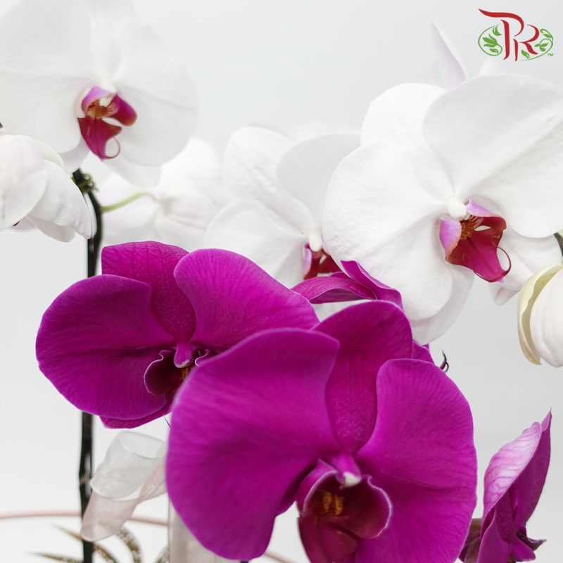 5in1 Orchid Arrangement in Art Pot (Random Choose Orchid Colour & Design)-Pudu Ria Florist-prflorist.com.my