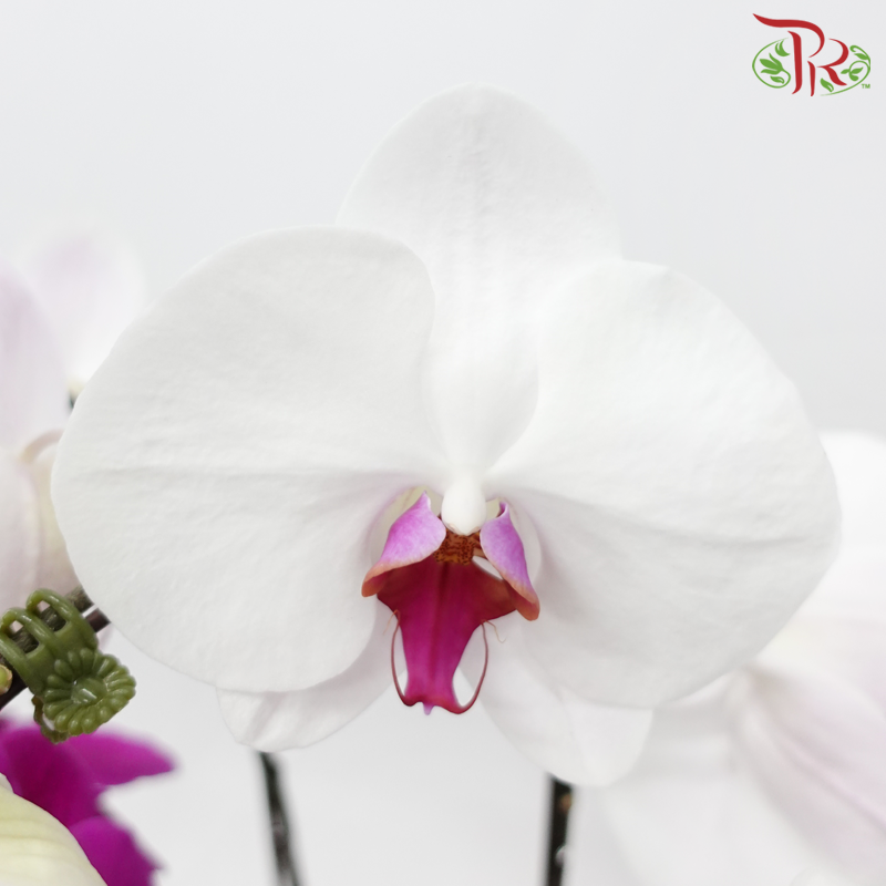 5in1 Orchid Arrangement in Art Pot (Random Choose Orchid Colour & Design)-Pudu Ria Florist-prflorist.com.my