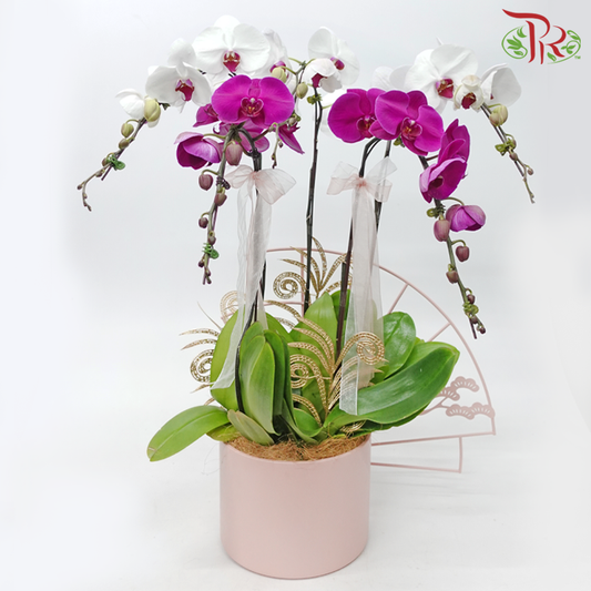 5in1 Premium Orchid Arrangement in Art Pot (Random Choose Orchid Colour & Design)-Pudu Ria Florist-prflorist.com.my