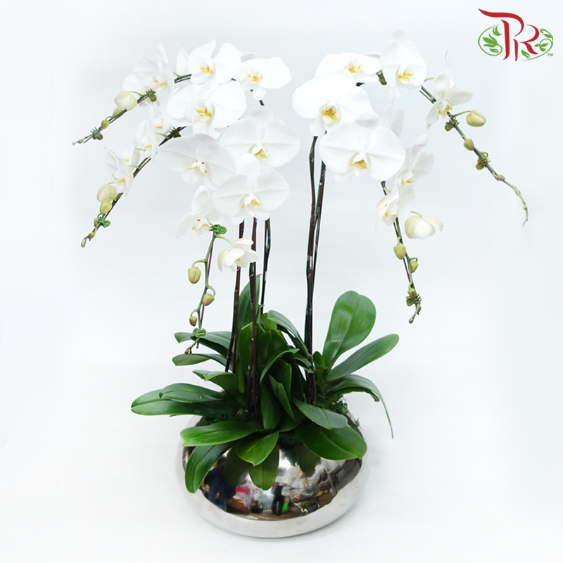 5in1 Premium Orchid Arrangement in Silver Pot (Random Choose Orchid Colour & Design)-Pudu Ria Florist-prflorist.com.my