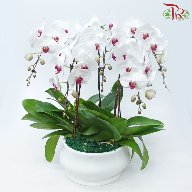 5in1 Premium Orchids Arrangement (Random Choose Orchid Colour & Design)-Pudu Ria Florist-prflorist.com.my