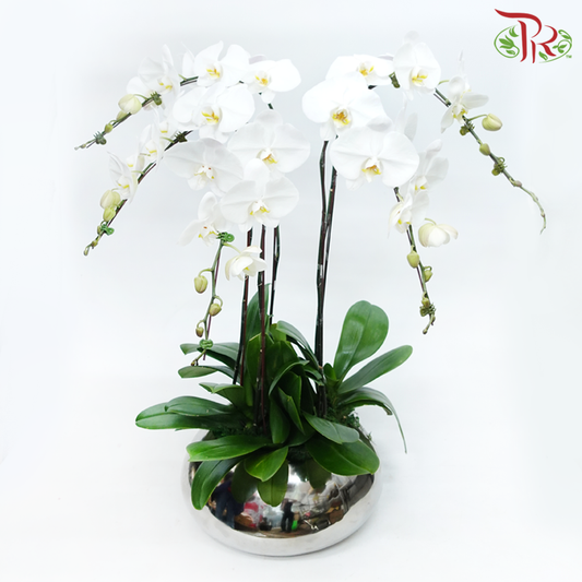 5in1 Orchid Arrangement in Silver Pot (Random Choose Orchid Colour & Design)