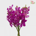 Orchid Mokara Cherry Pink - (10 Stems) - Pudu Ria Florist