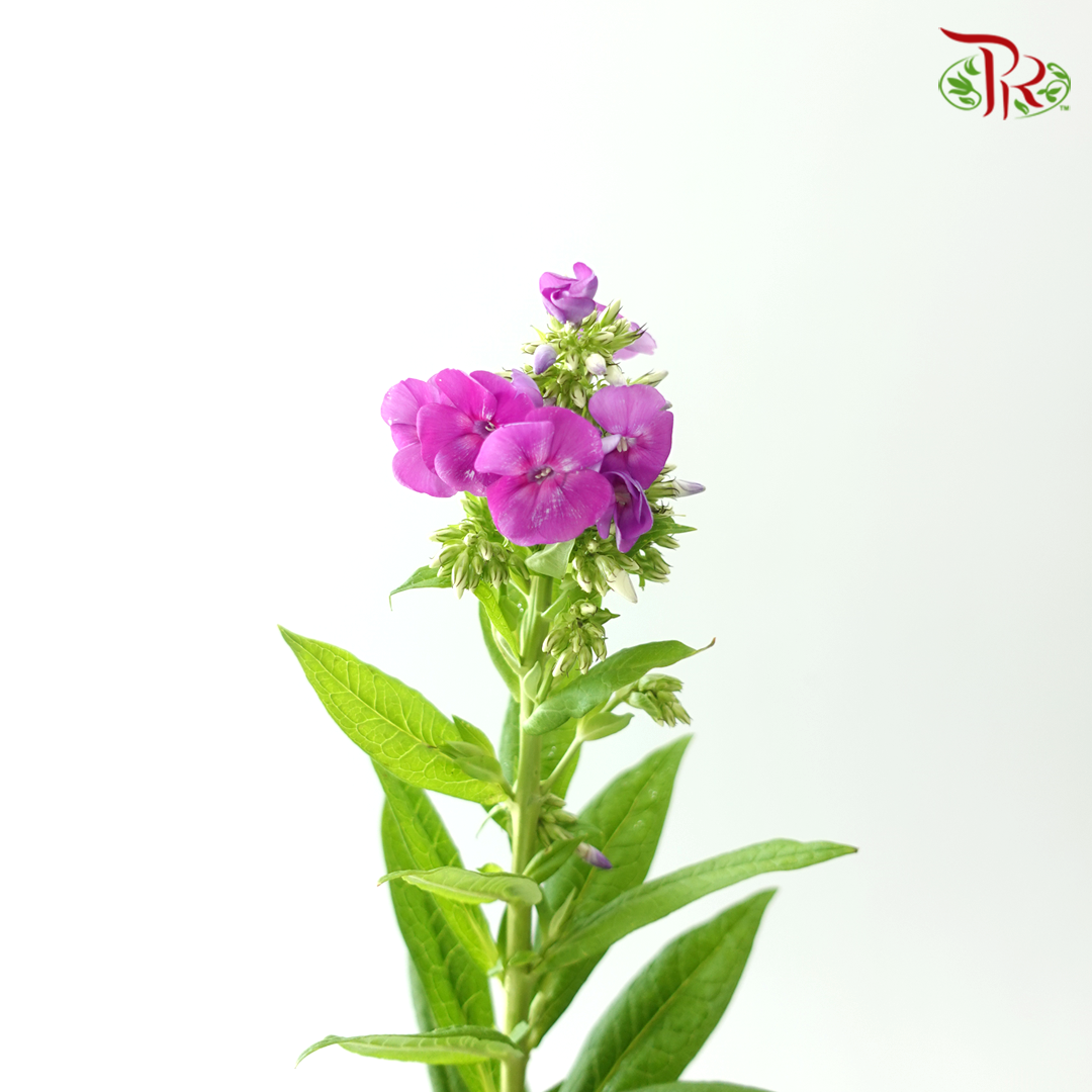 Phlox - Violet (Per Bunch)