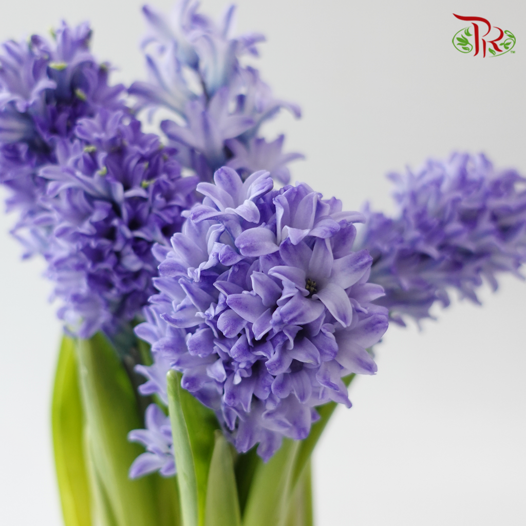 Hyacinthus - Bluish Purple (5 Stems) **Fragile**