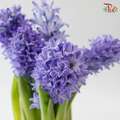 Hyacinthus - Bluish Purple (5 Stems) **Fragile**