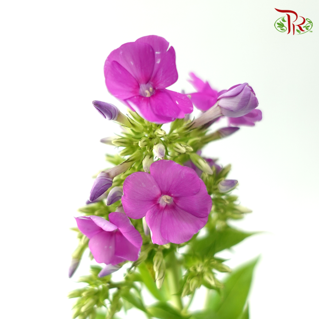 Phlox - Violet (Per Bunch)