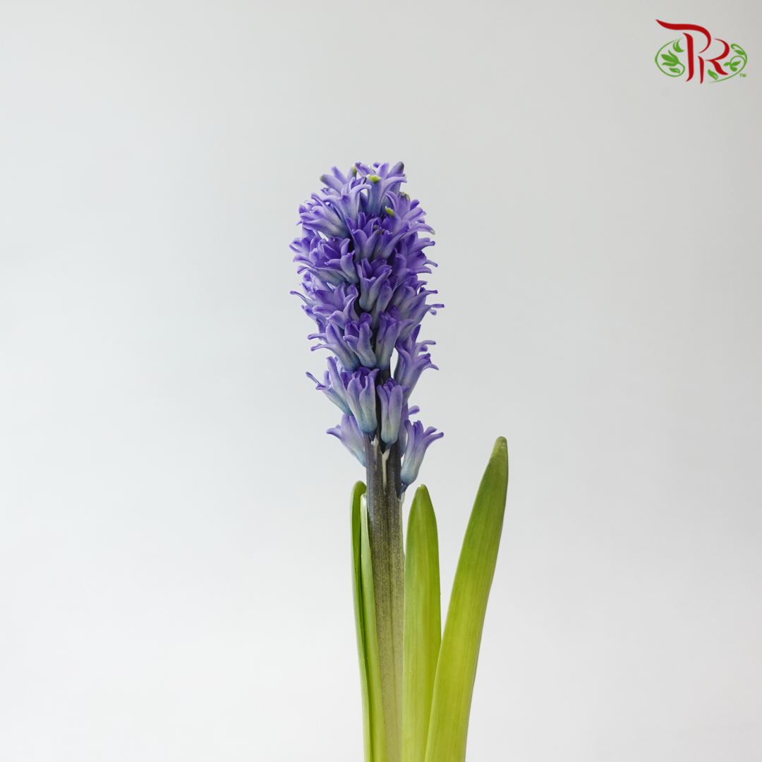 Hyacinthus - Bluish Purple (5 Stems) **Fragile**