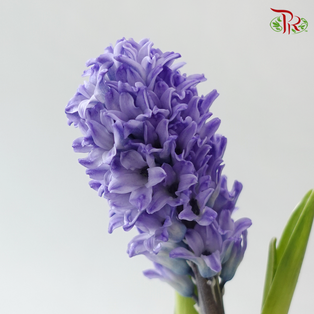 Hyacinthus - Bluish Purple (5 Stems) **Fragile**