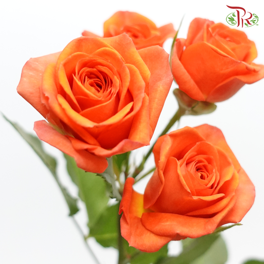 Rose Spray -  Orange (10 Stems) - Pudu Ria Florist