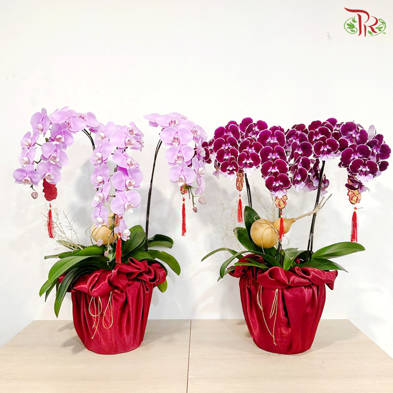 【CNY 2026】 Prosper Orchid Bloom《福禄兰瑞》 (Random Choose Orchid Color)