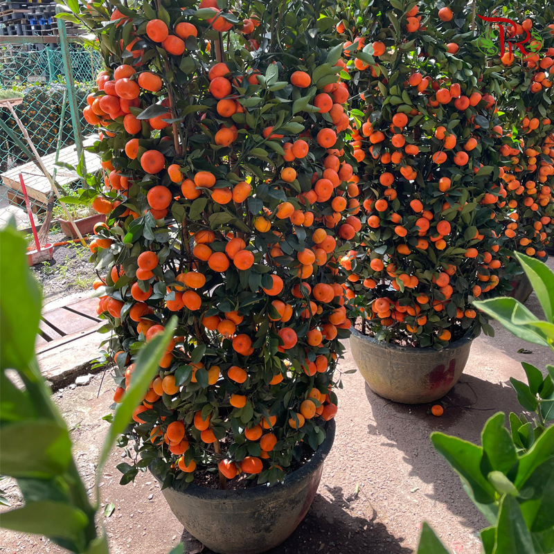 Orange Tree (Zhu Sha) 朱砂桔子树