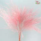 Soft Tiki Fern Preserved - Baby Pink (Per Bunch)