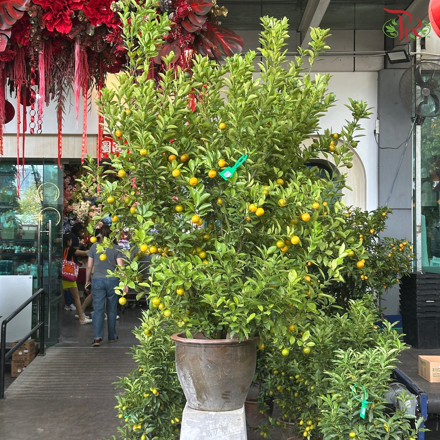 本地桔子树/金桔树 Local Lime Tree/ Kumquat Lime Tree