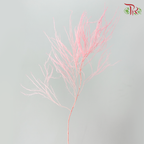 Soft Tiki Fern Preserved - Baby Pink (Per Bunch)