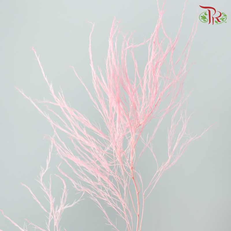 Soft Tiki Fern Preserved - Baby Pink (Per Bunch)