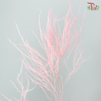 Soft Tiki Fern Preserved - Baby Pink (Per Bunch)