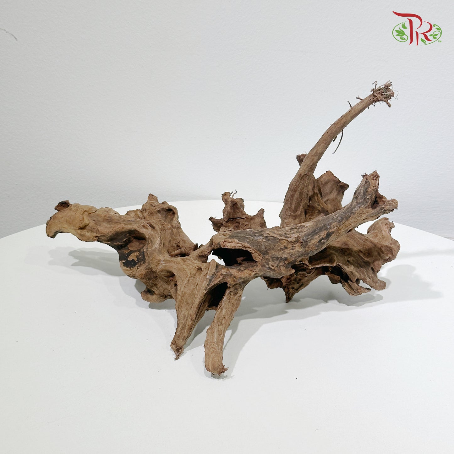 Coral Wood《珊瑚木》1KG