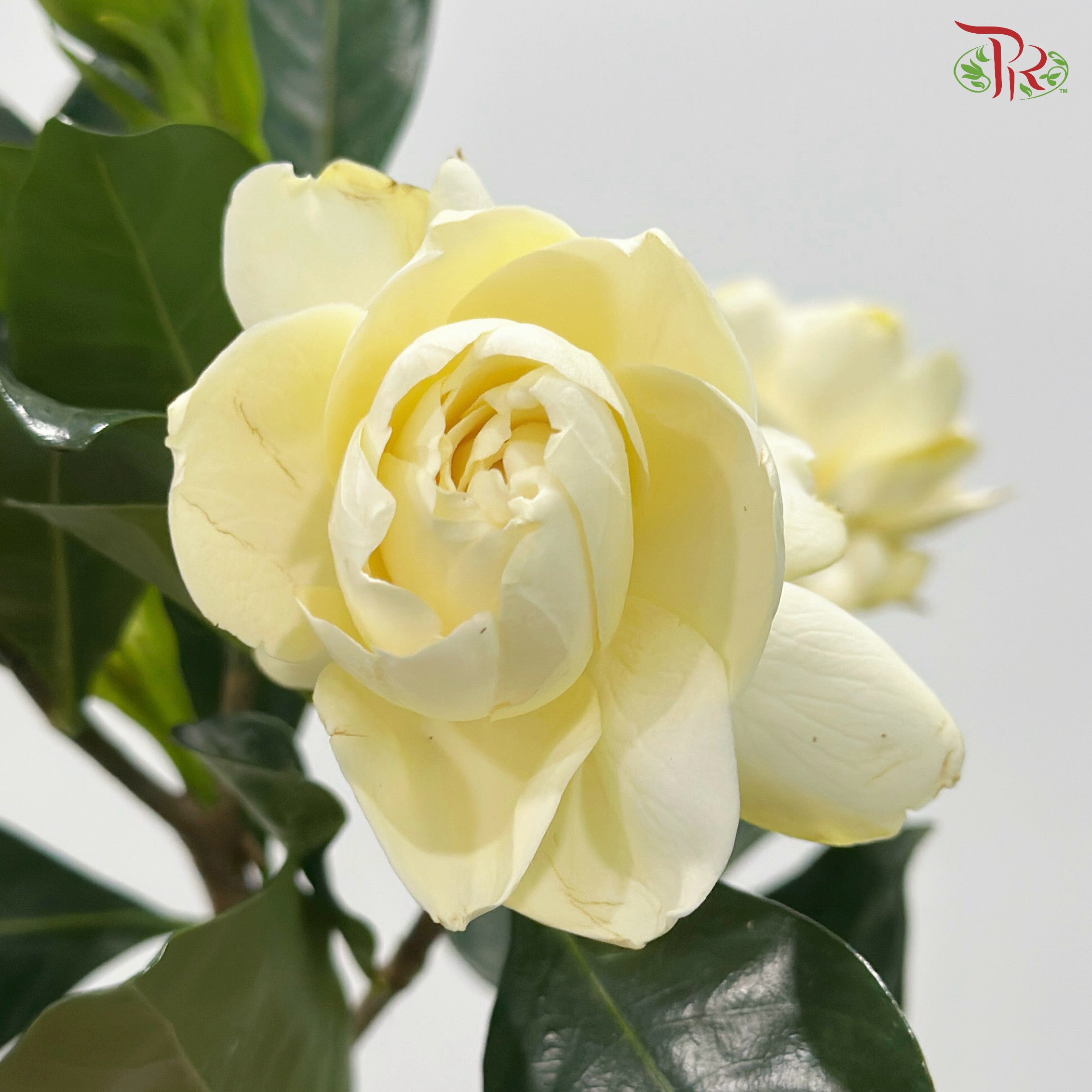 Gardenia - White 梔子花 (Per Bunch)