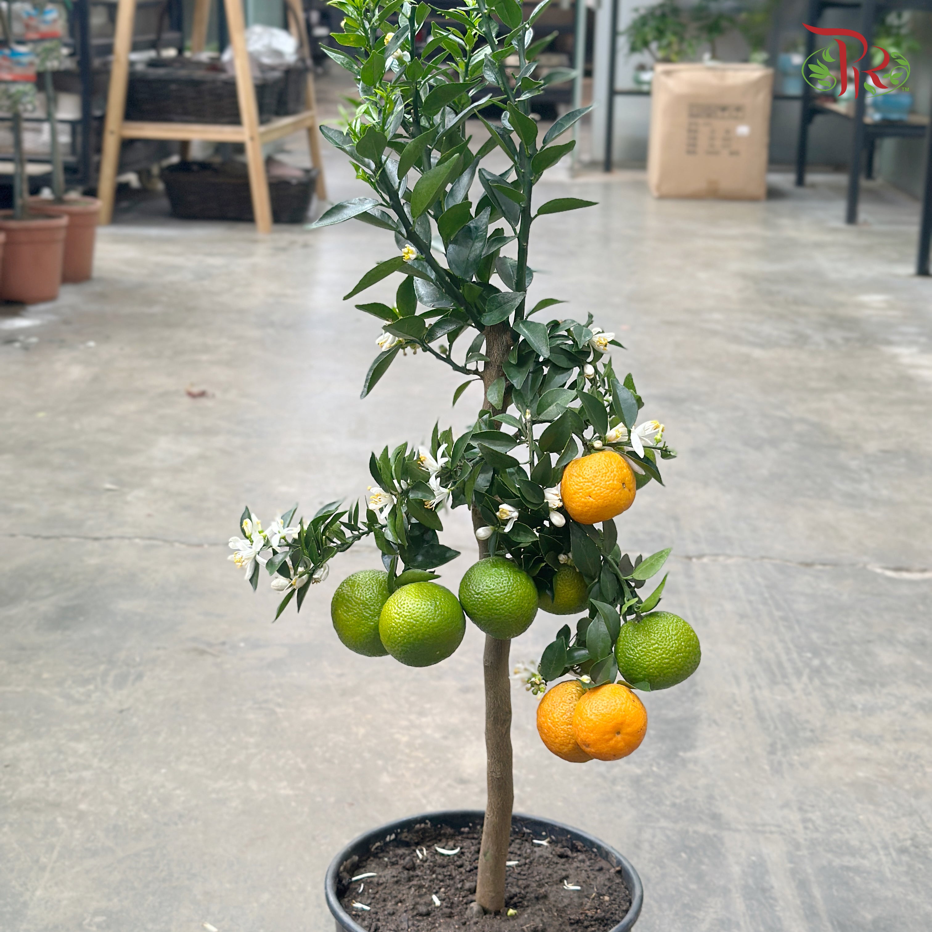 Citrus Chinotto 210 - 75cm《朱栾》