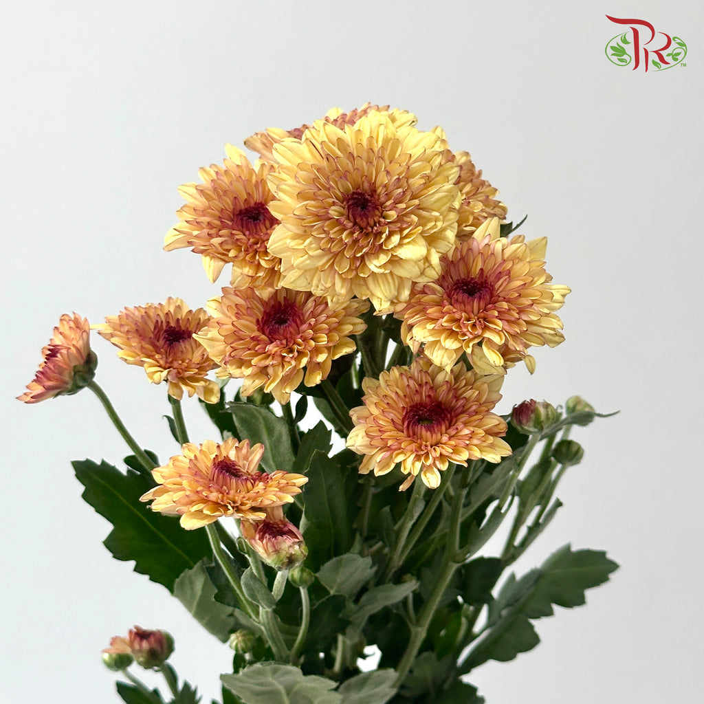Chrysanthemum Pompom - Baltica Brown (12 Stems)