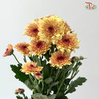 Chrysanthemum Pompom - Baltica Brown (12 Stems)