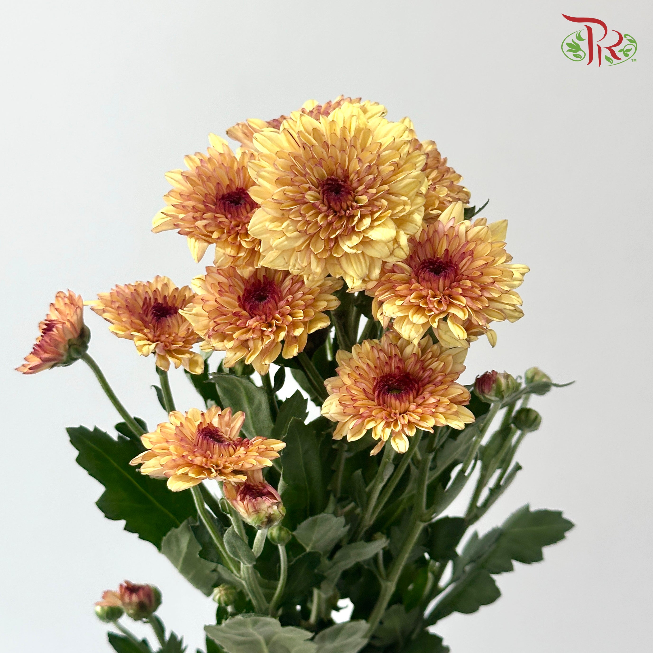 Chrysanthemum Pompom - Baltica Brown (12 Stems)