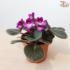 Saintpaulia 105P《紫罗兰》Y05 (Random Choose Colors)