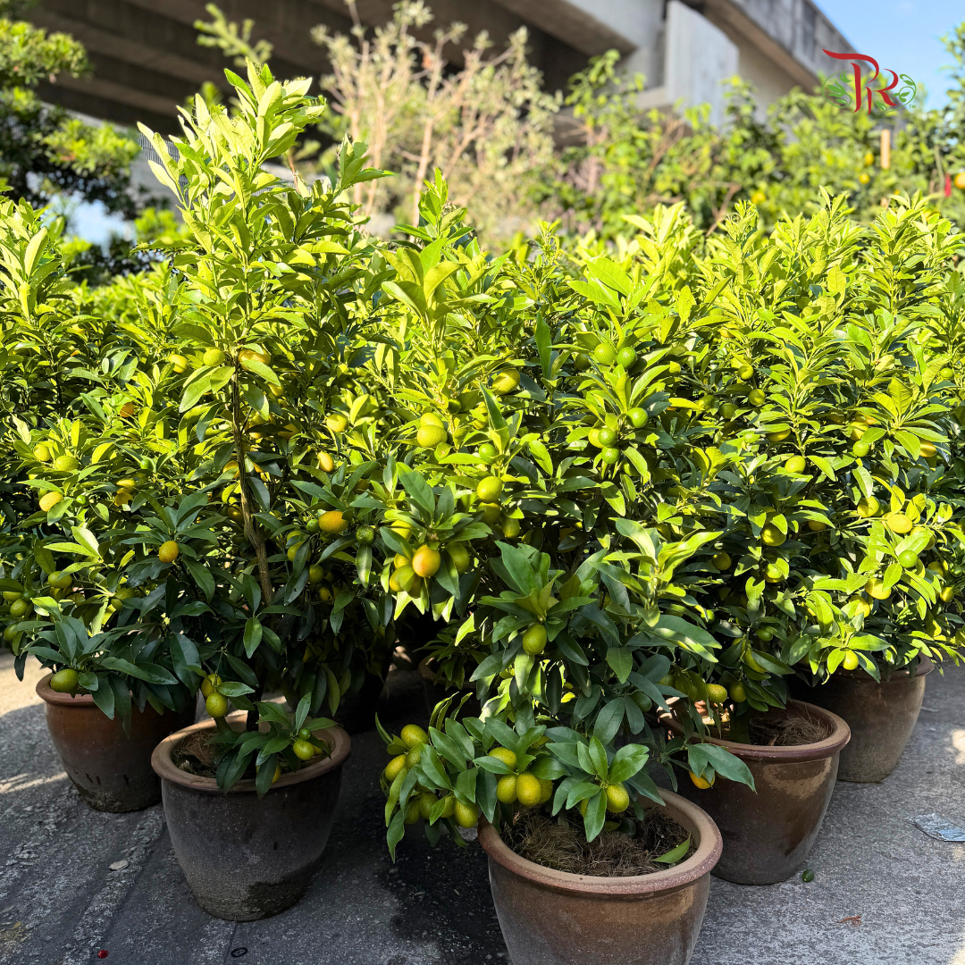 本地桔子树/金桔树 Local Lime Tree/ Kumquat Lime Tree