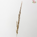 Calamagrostis Brachytricha (10 Stems)