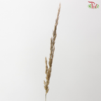 Calamagrostis Brachytricha (10 Stems)