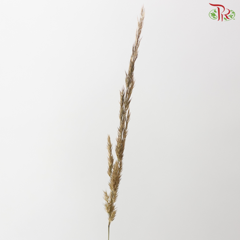 Calamagrostis Brachytricha (10 Stems)