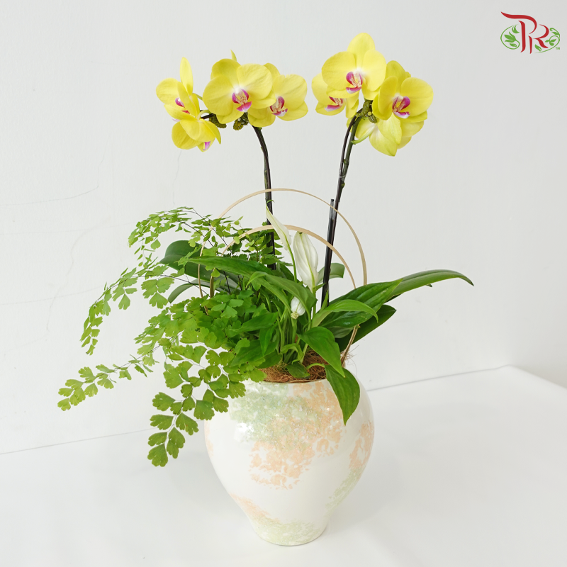 Whisper of Serenity Orchids Arrangement