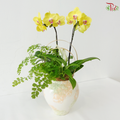 Whisper of Serenity Orchids Arrangement