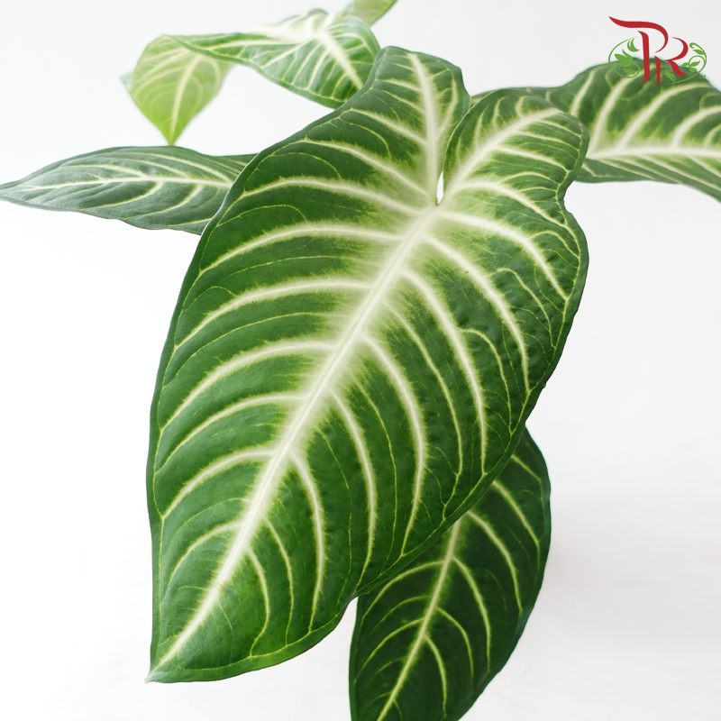 Xanthosoma Lindenii P120《乳脉千年芽》