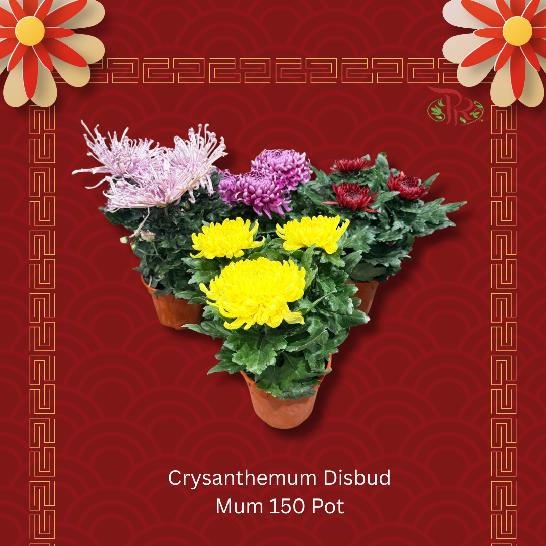 Chrysanthemum Mum Disbud P150- Random Choose Color
