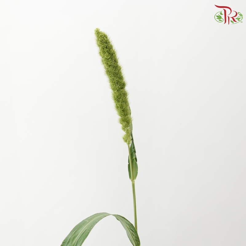 Lotus Valley (Per Bunch)