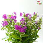 Phlox - Violet (Per Bunch)