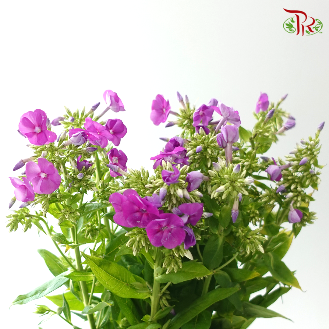 Phlox - Violet (Per Bunch)